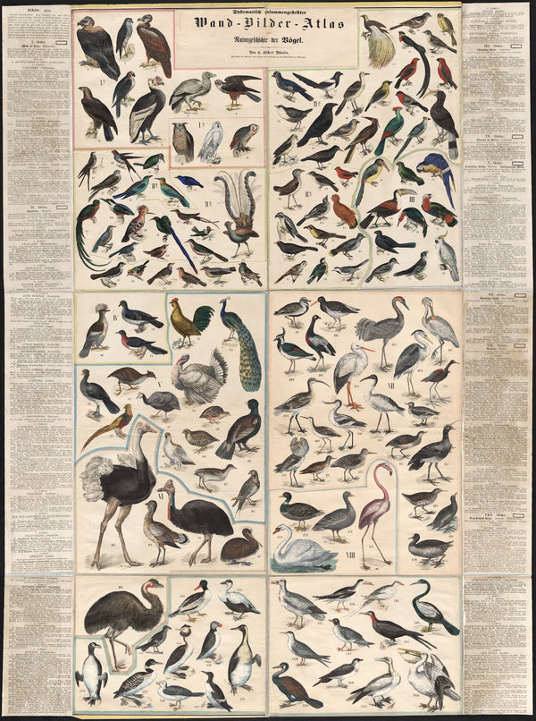 Chstematisch zusammengesteilter Wand Bilder Atlas zur Naturgeschichte der Bögel