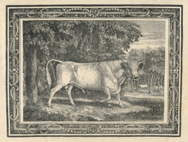 The Wild Bull of Chillingham 1781
