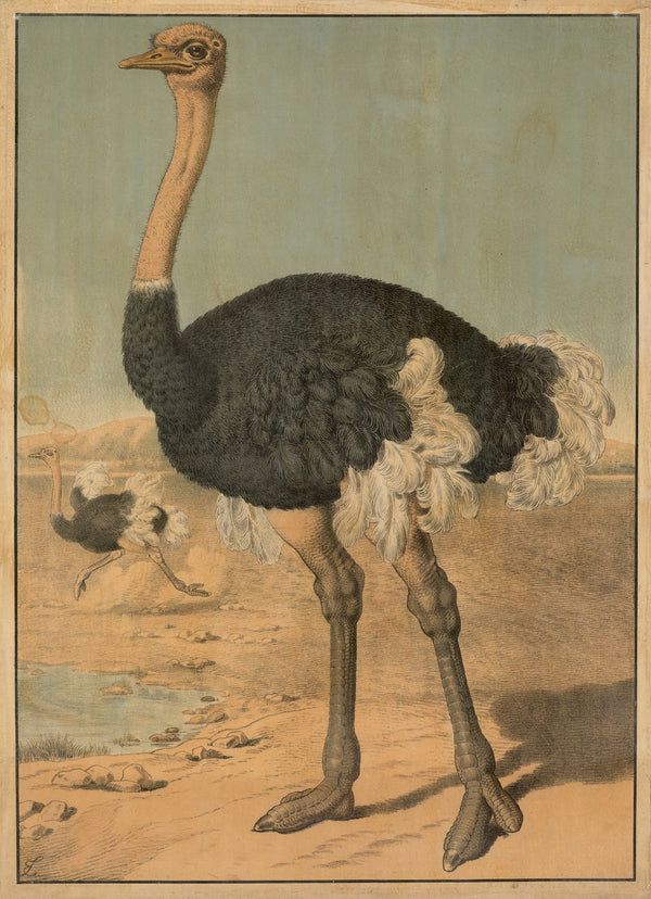 Ostrich 1884