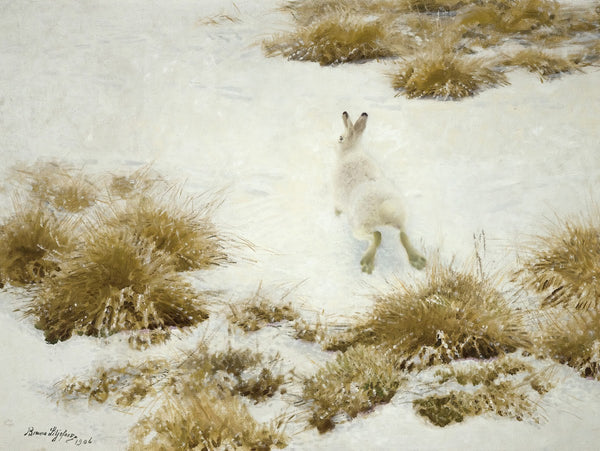 Vinterhare Bland Tuvor The Snow Hare 1906