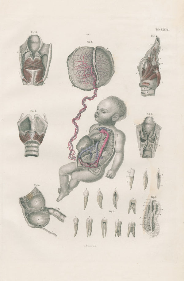 Foetal circulation with placenta and umbilical cord muscles of larynx and laryng
