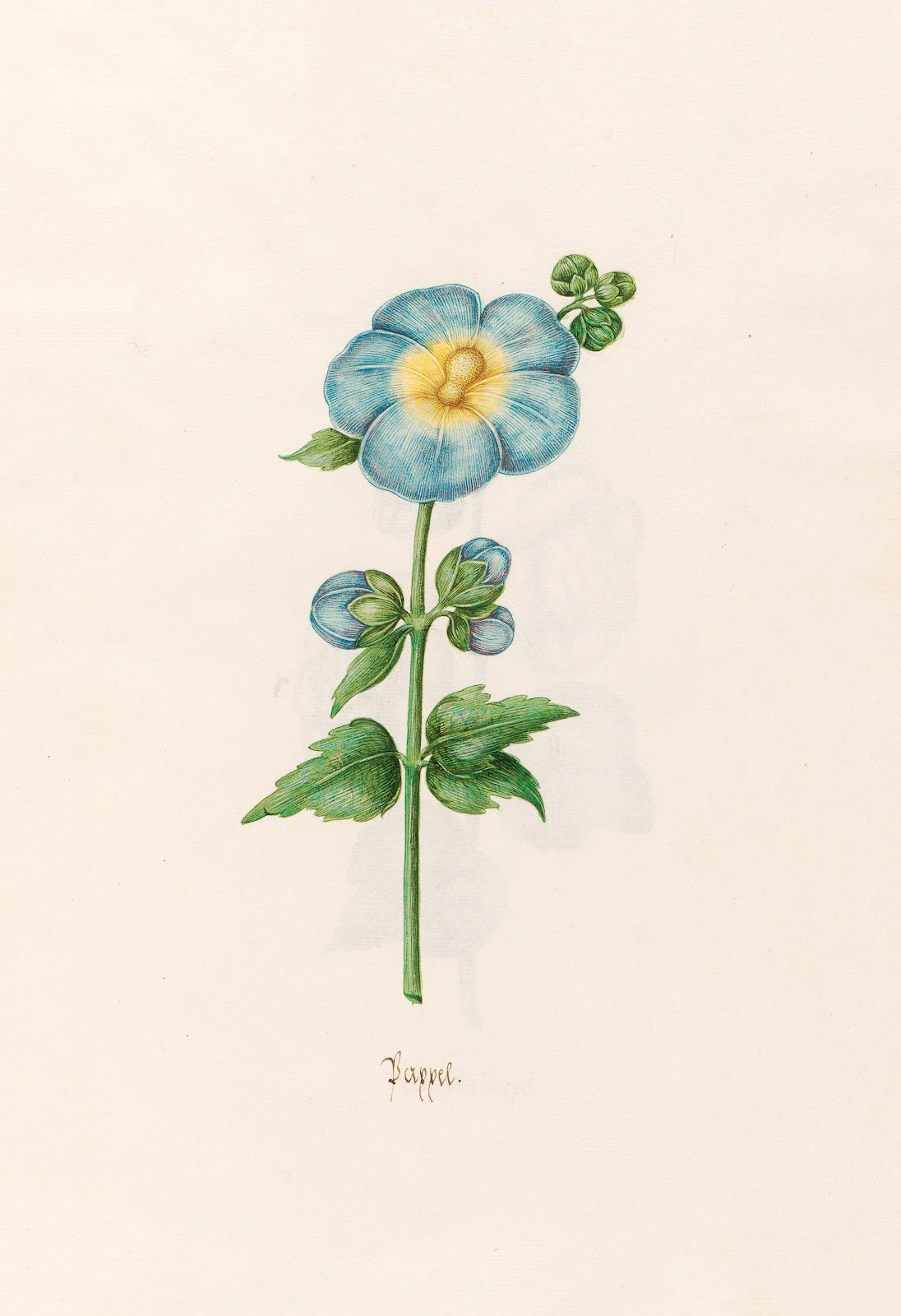 Pappel 1692