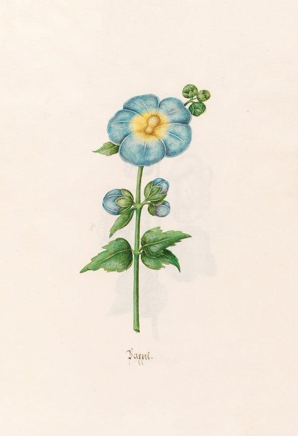 Pappel 1692