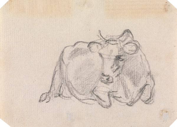 Study of a cow