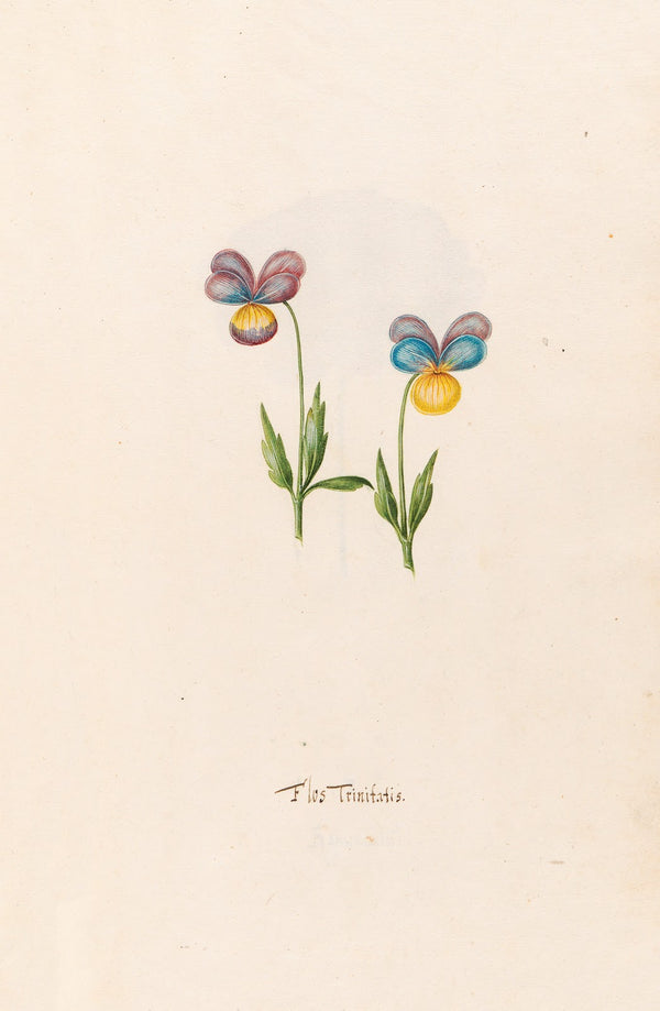 Flos Trinitatis 1692