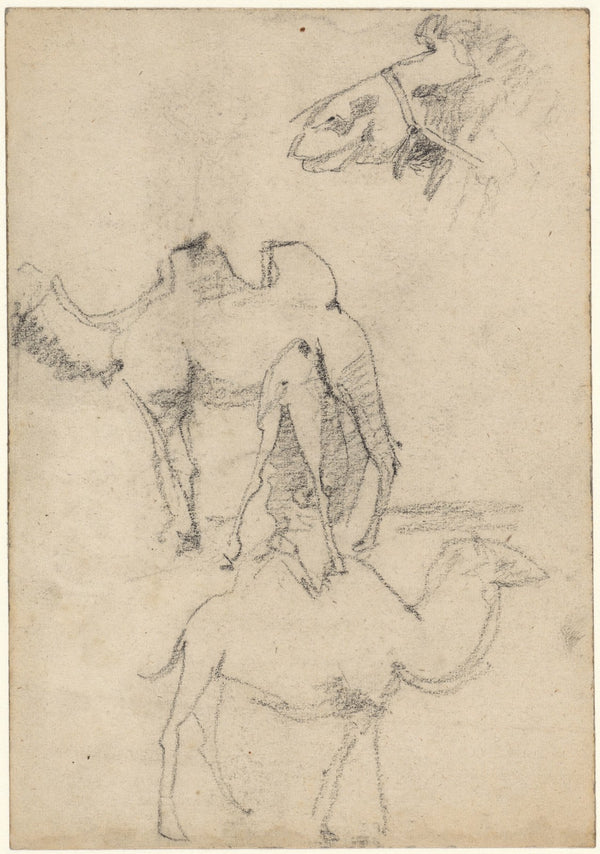 Studies van kamelen 1876 1951