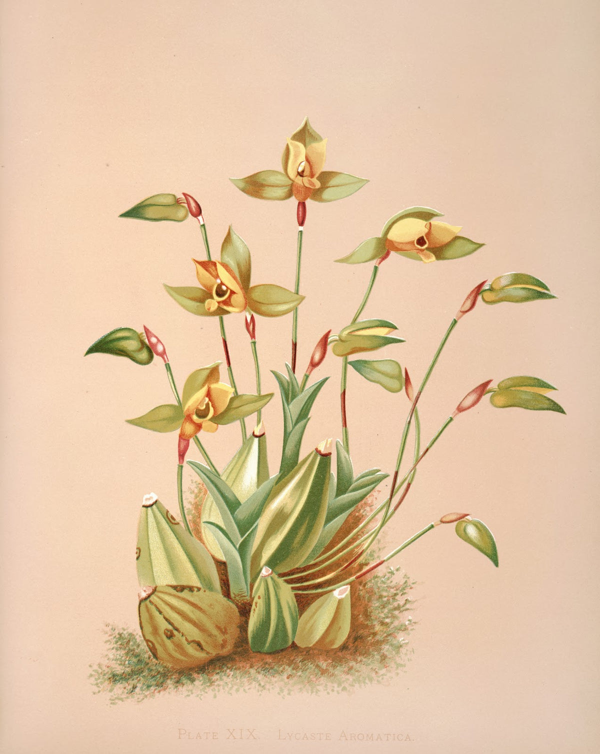 Lycaste Aromatica 1885