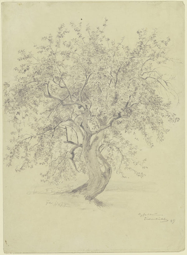 Apple tree at the Eichenbühl 1885