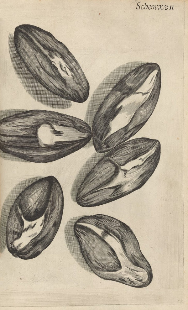 Microscopic view of seeds of Venus looking glass or corn violet 1665