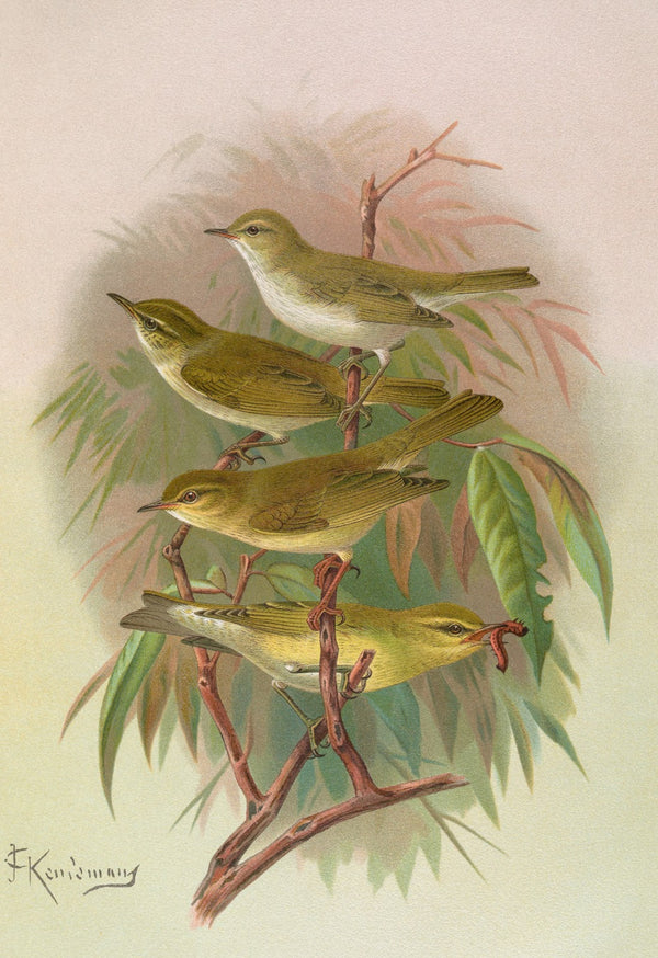 Phylloscopus Bonnellii coronatus trochilus sibilator