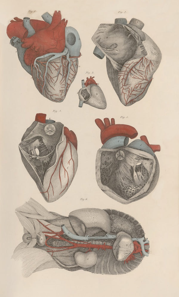 A system of anatomical plates of the human body Pl011 1840