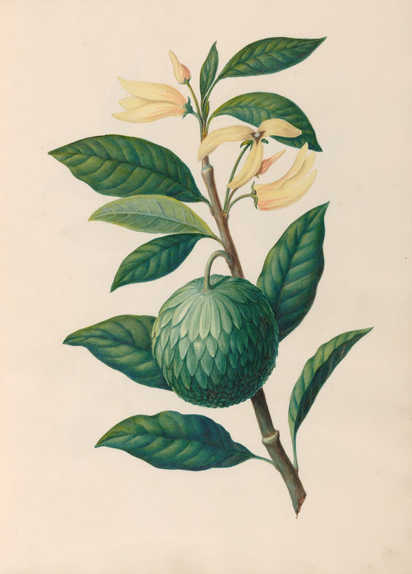 Drawings of tropical flowers and fruits from South America Pl30 1830