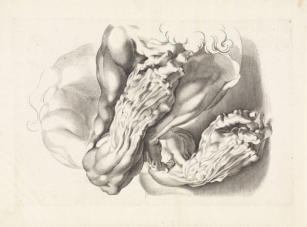 Anatomical studies of arms 1616 1657