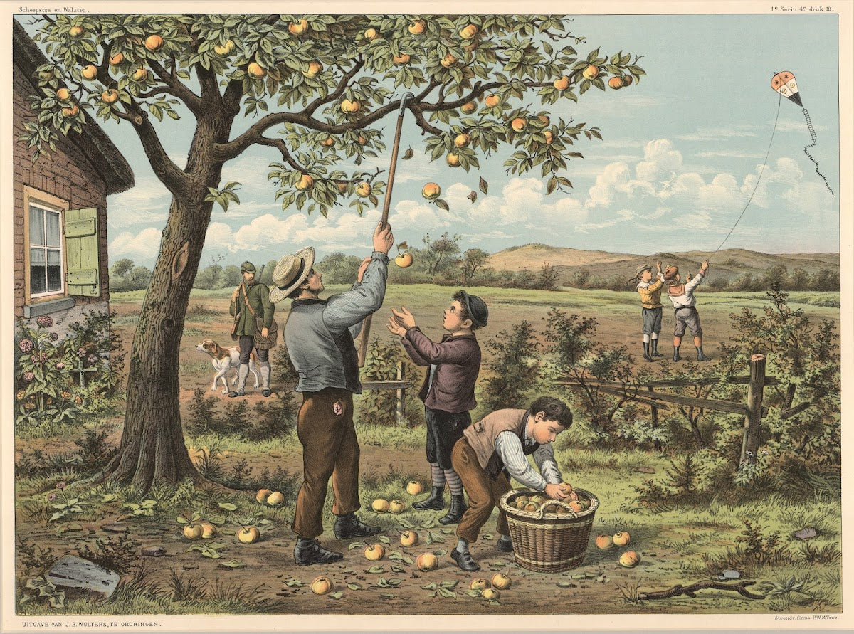 Apple picking 1910