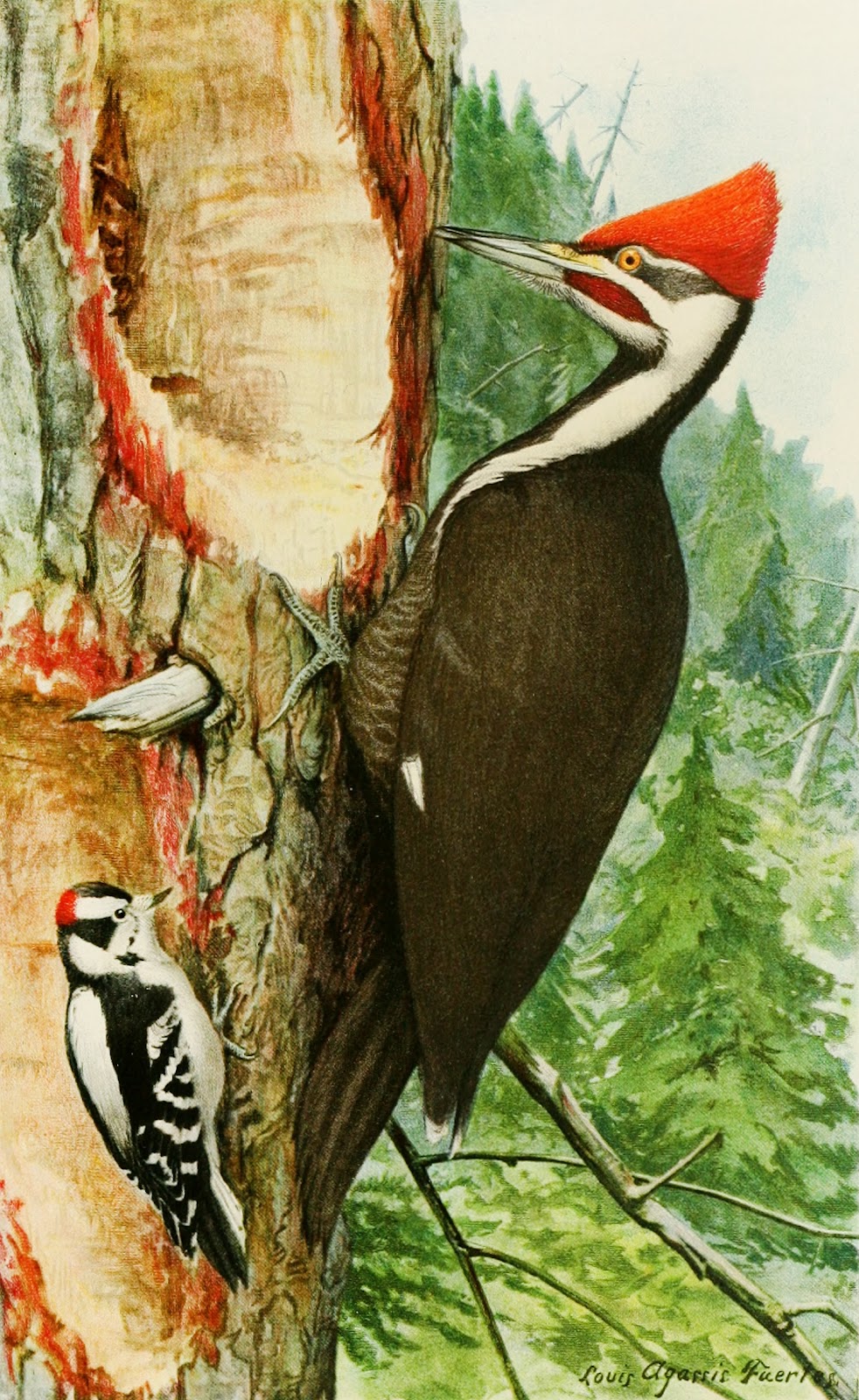 Pileated WoodpeckerDowny Woodpecker 1858