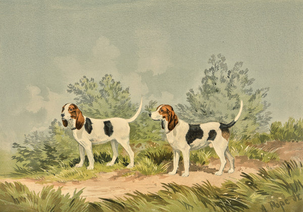 Two standing Harriers facing left 1880