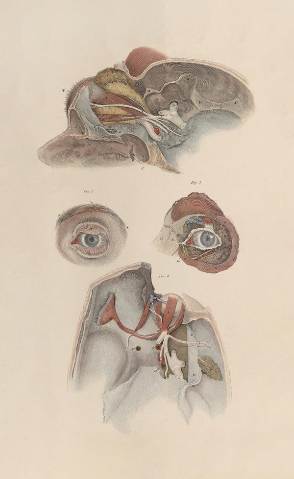 A system of anatomical plates of the human body Pl082 1840