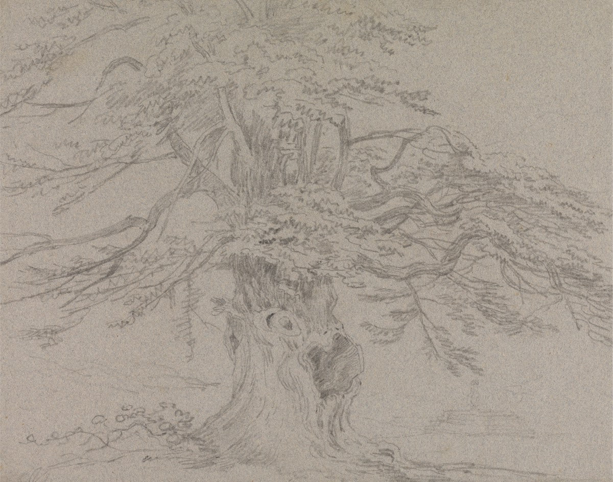Tree Study 1807
