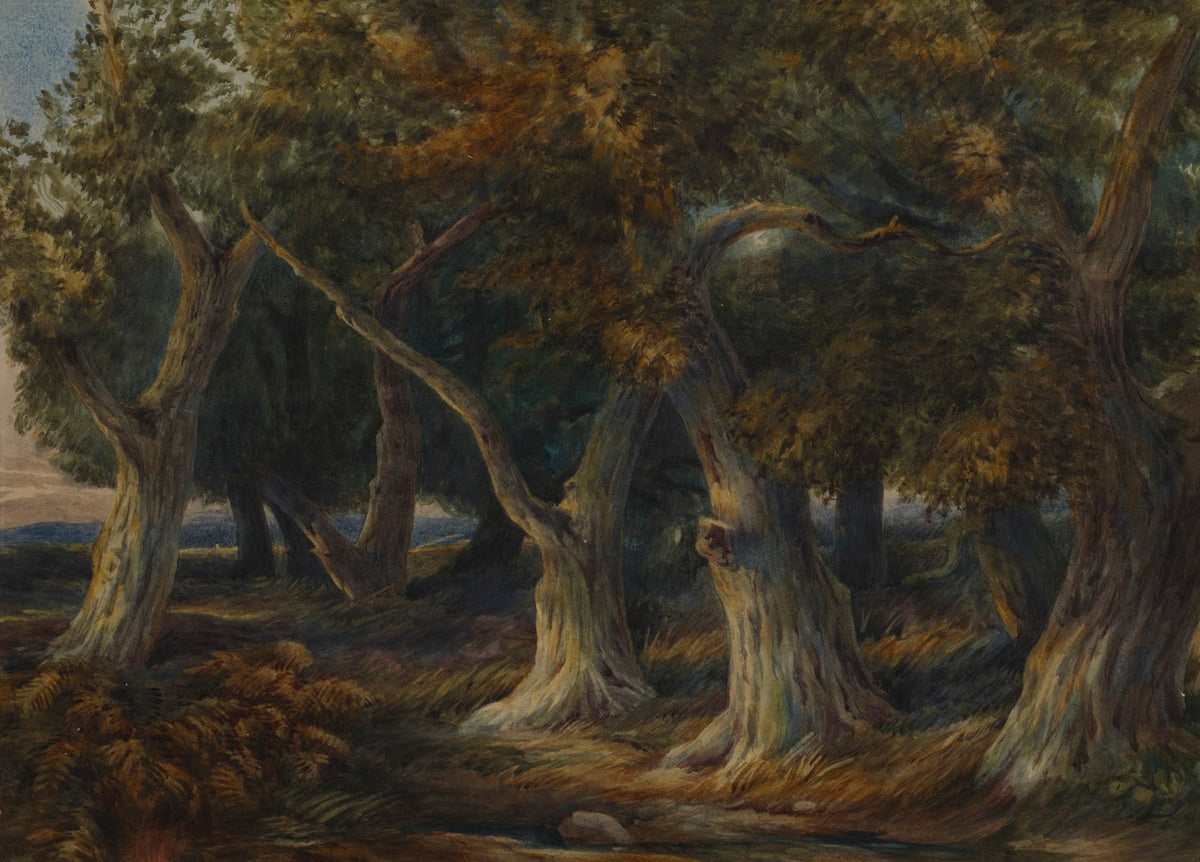 Forest