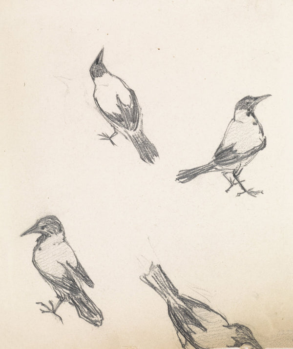 Four sketches of a hooded crow 20th century