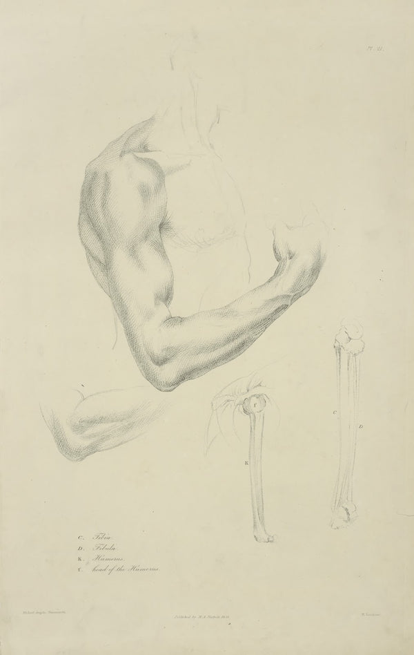 Four views of musculature and bones of bent arm 1833