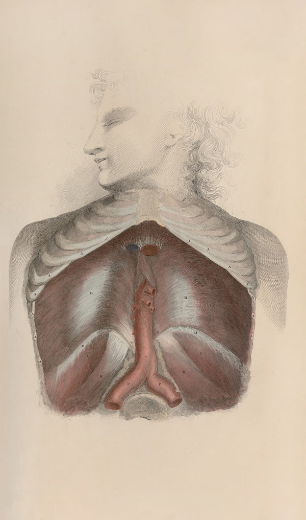 A system of anatomical plates of the human body Pl034 1840