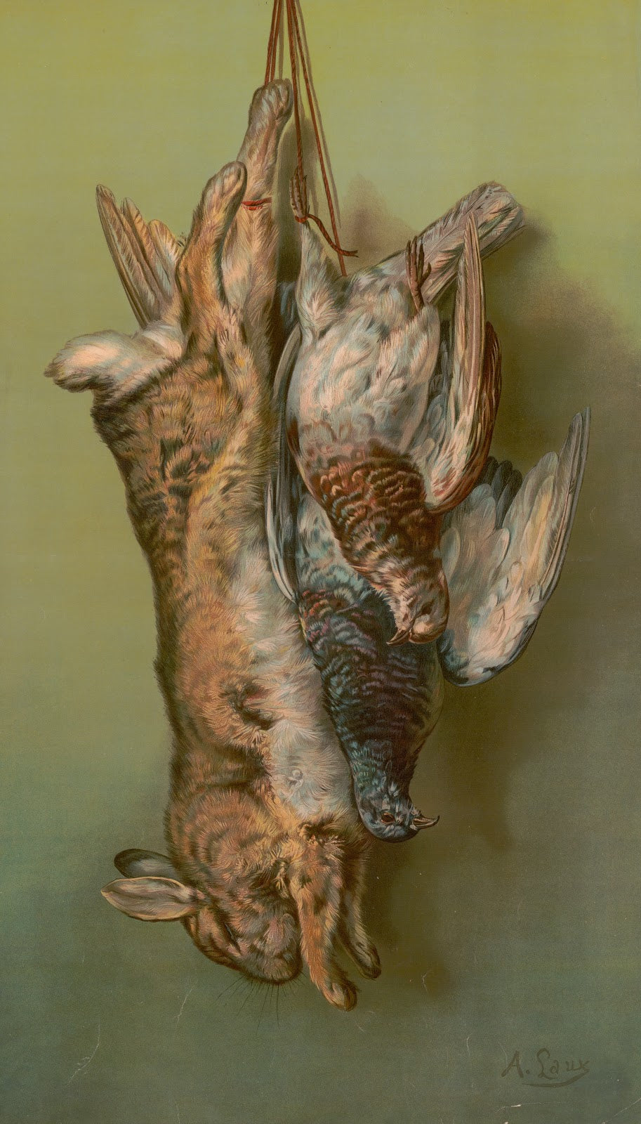 Rabbit pigeon 1902