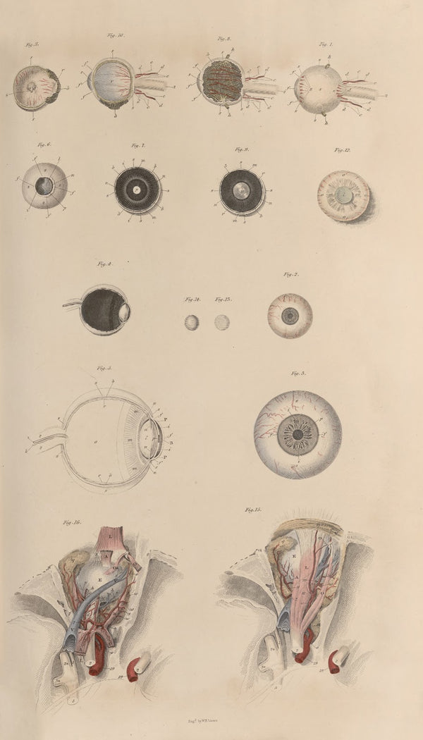 A system of anatomical plates of the human body Pl084 1840
