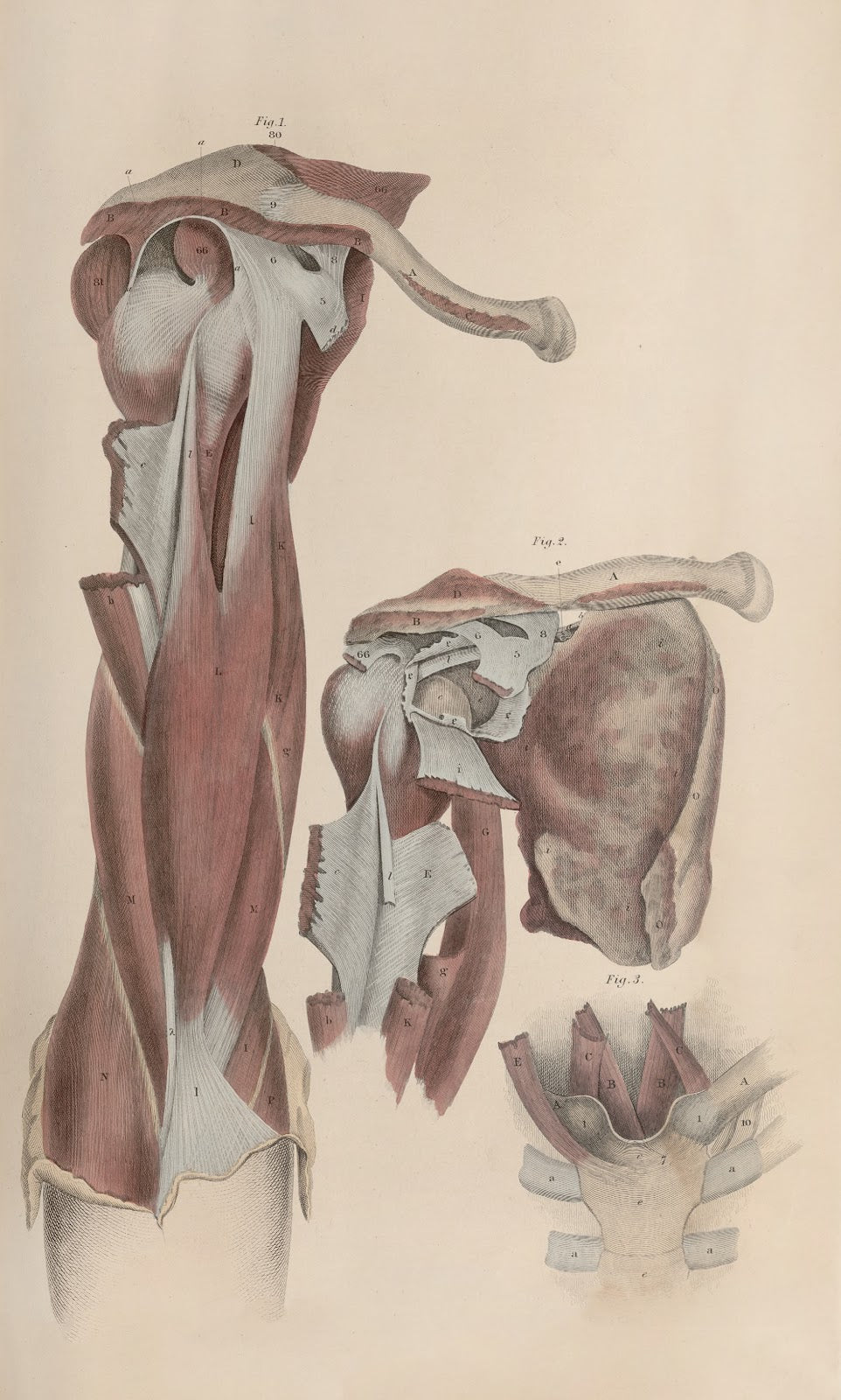 A system of anatomical plates of the human body Pl042 1840