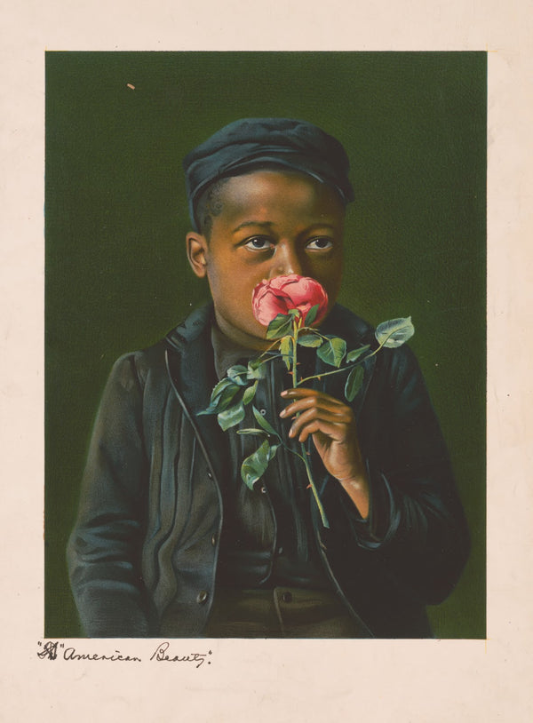 American beauty 1895