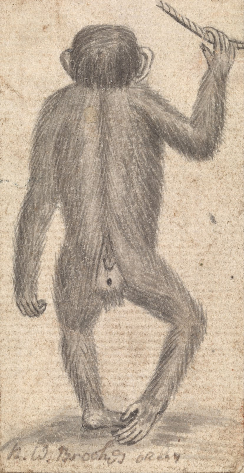 Monkey ca 1760
