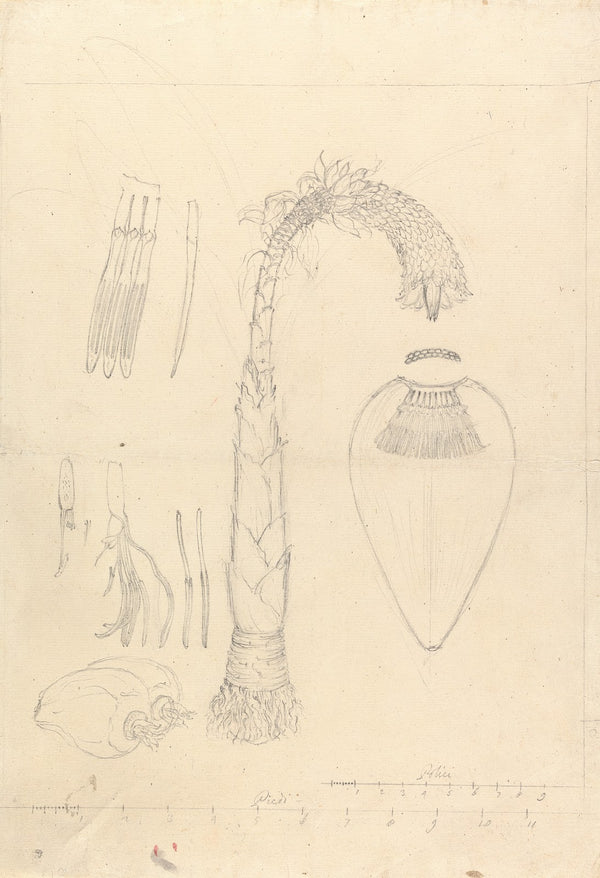 Ensete ventricosum