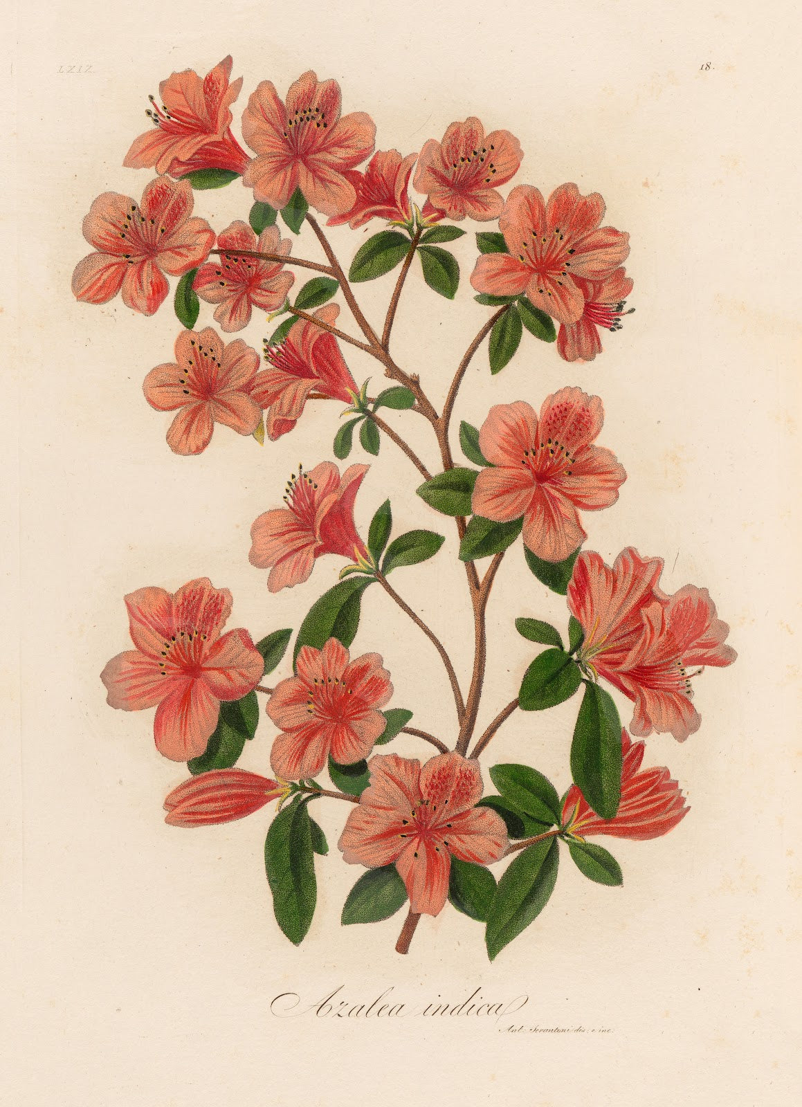 Azalea indica 1818 1824