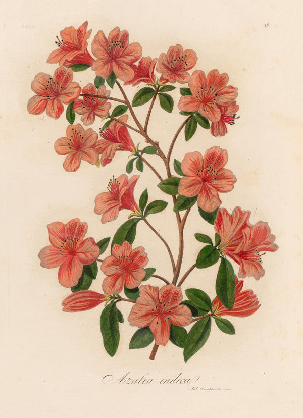 Azalea indica 1818 1824