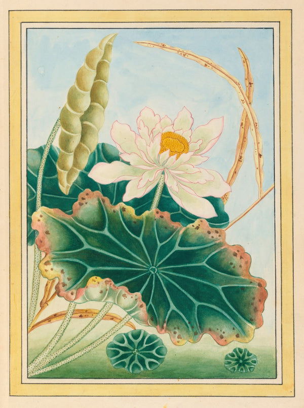 Plantes de Chine Pl028 1776