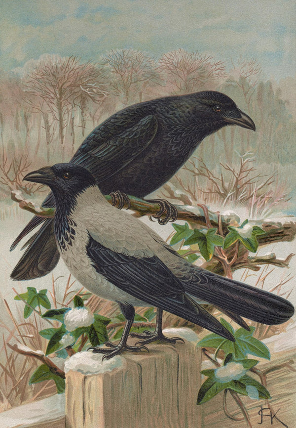 Corvus corone Corvus cornix