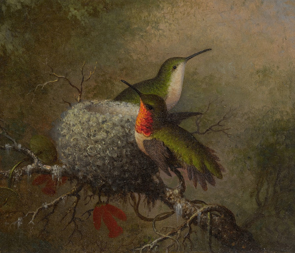 Two Ruby Throats By Their Nest 1862 63