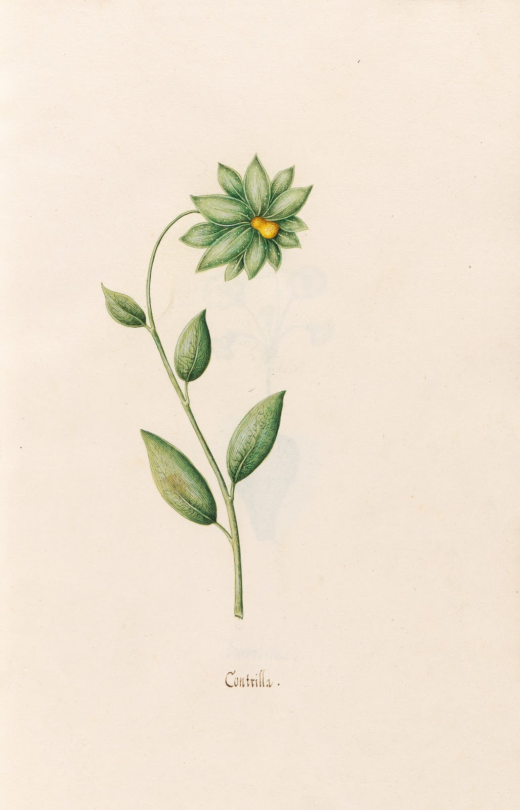 Contrilla 1692