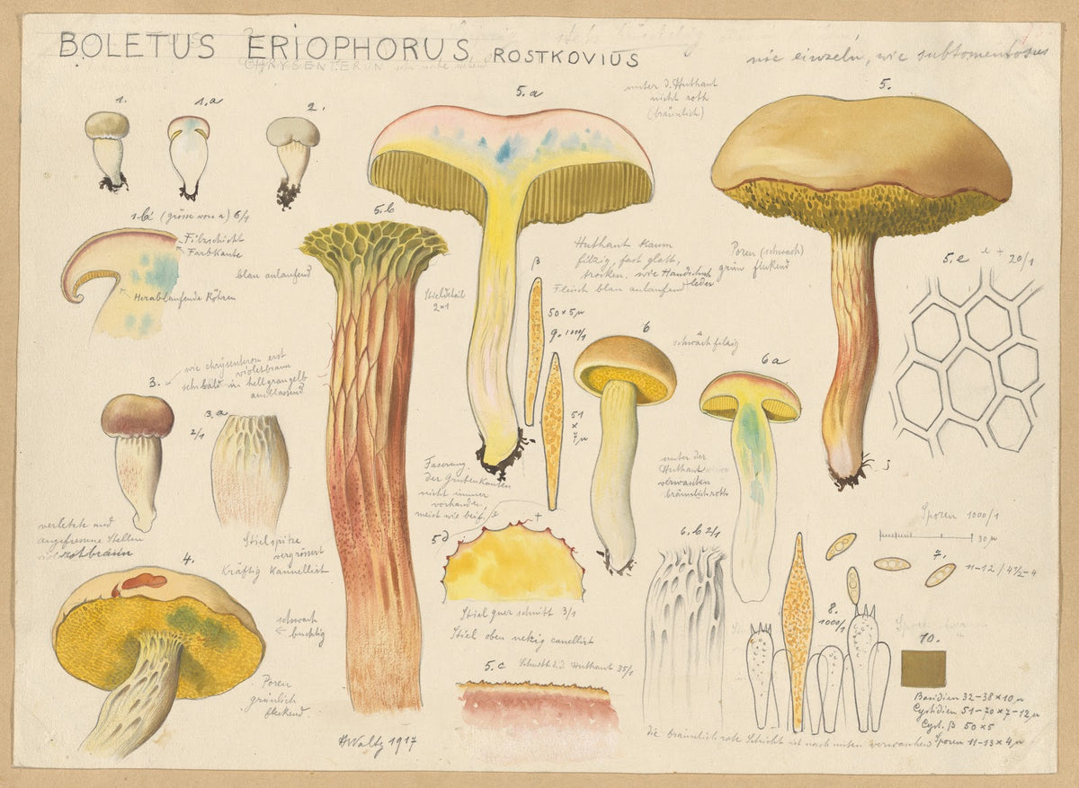 Boletus eriophorus Rostkovius 1915 1945