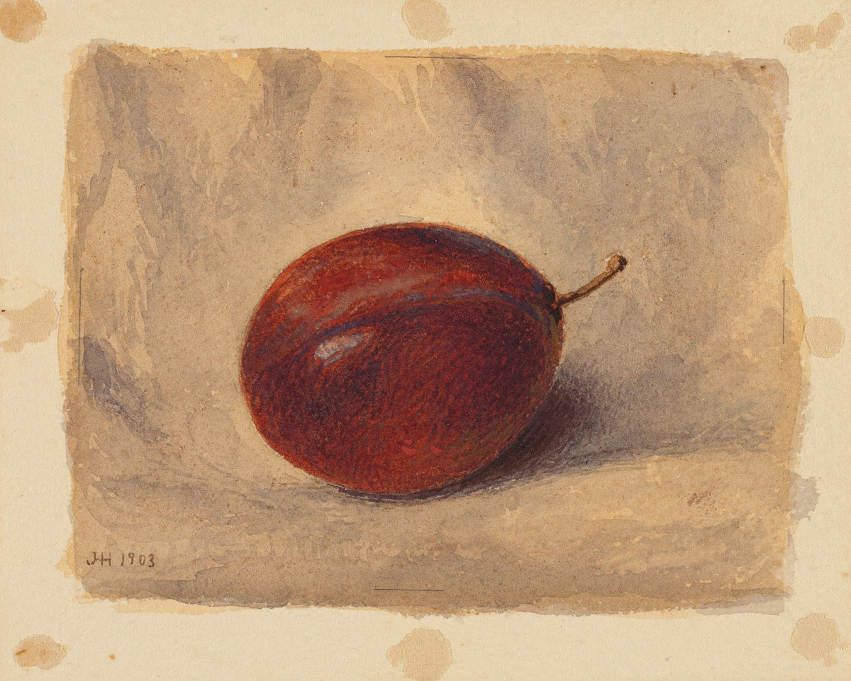 Plum 1903