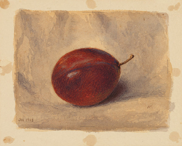 Plum 1903