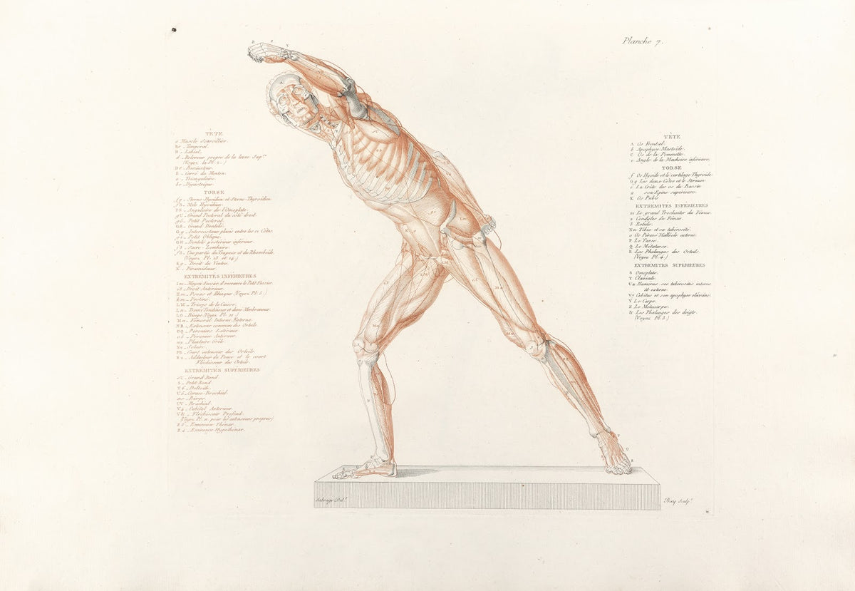 Anatomie du gladiateur combattant Pl08 1812