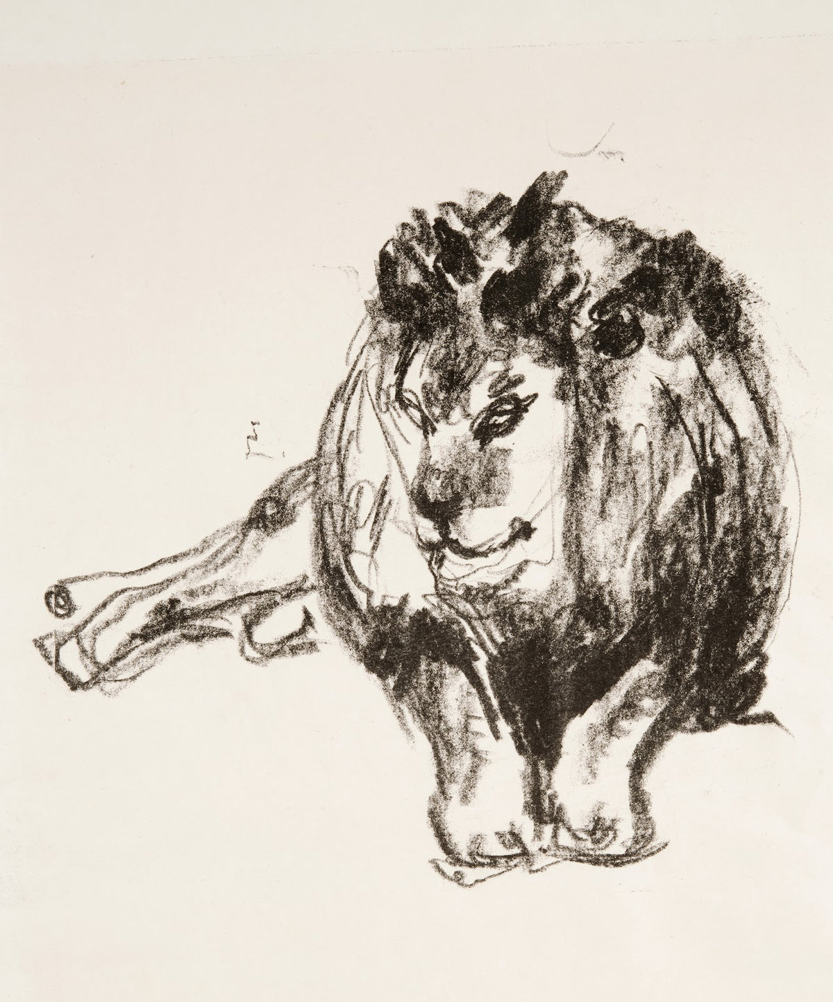 Lion Lying Down 1915