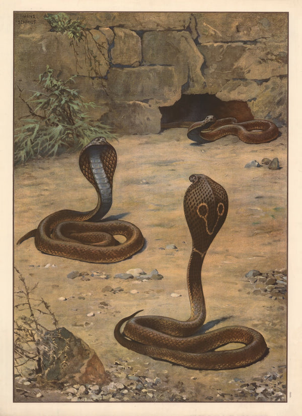 Indian cobra 1910