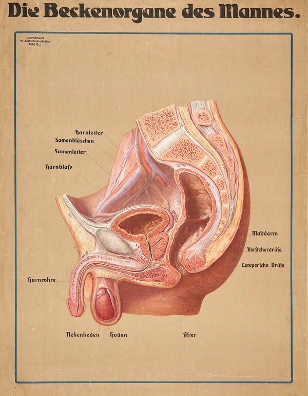 The male pelvic organs 1928