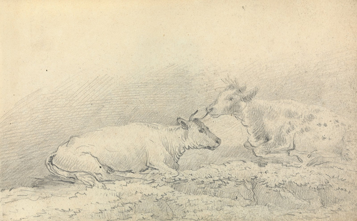 Two Cows Resting