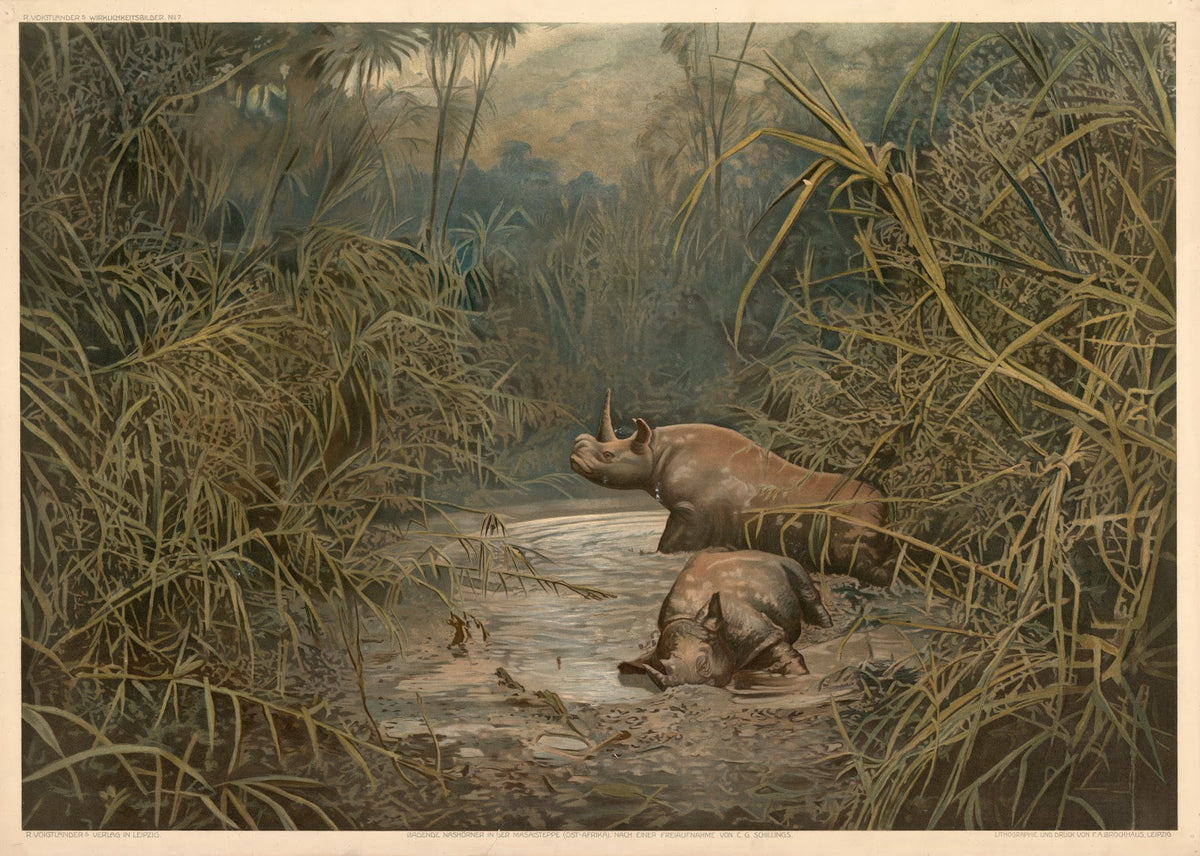 Rhinoceroses bathing in the Masai Steppe East Africa 1911