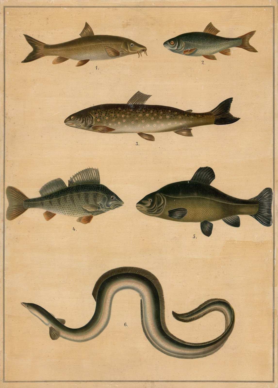 Freshwater fish 1895