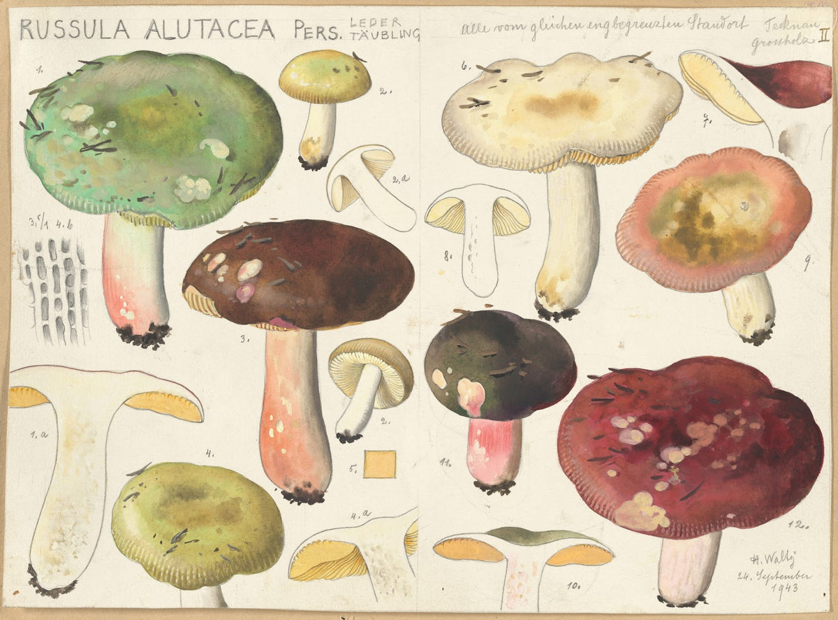 Russula alutacea Pers 1915 1945