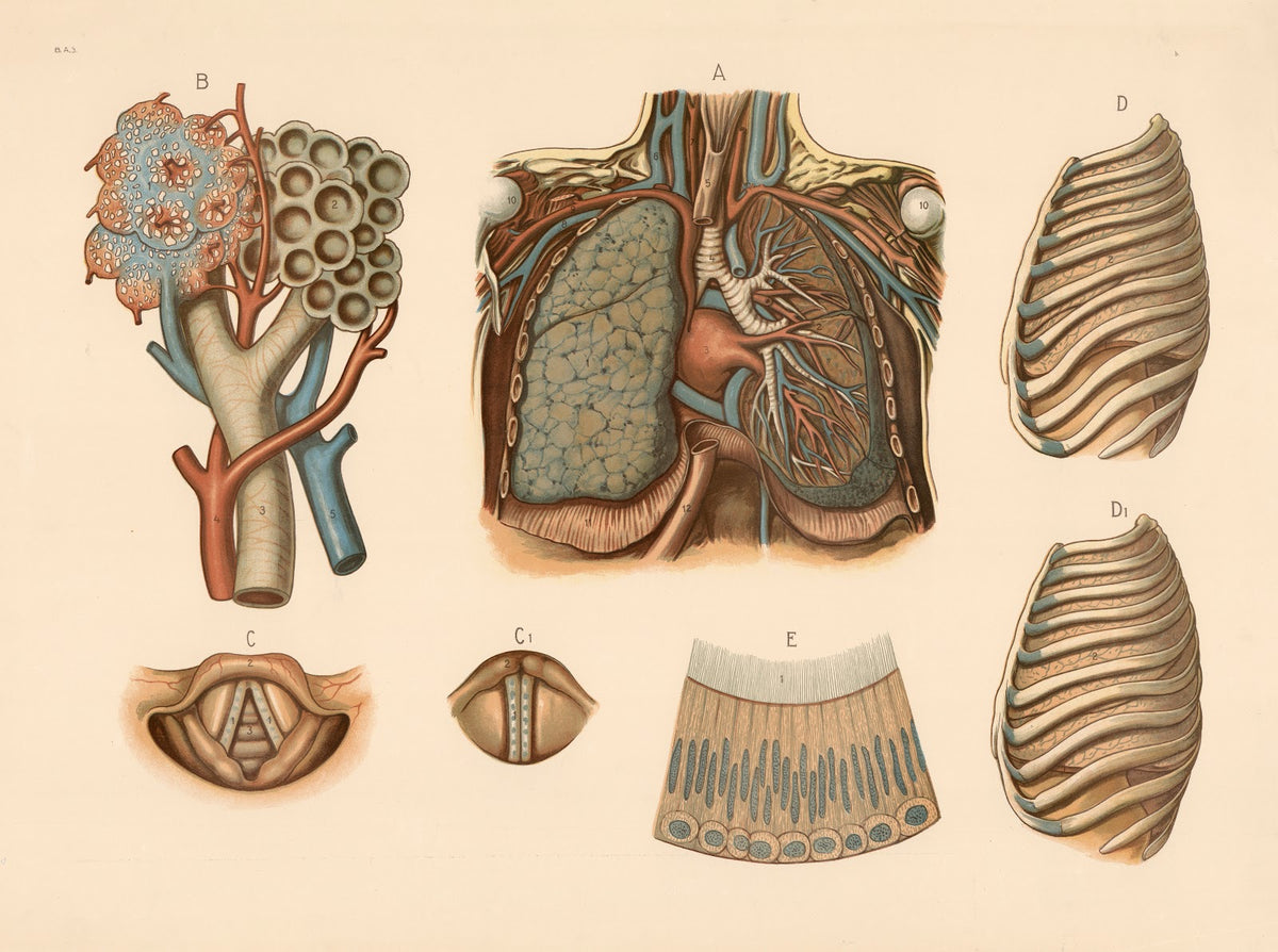 Respiratory system 1906